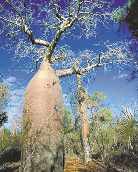 纺锤树有30米高,两头尖细,中间膨大,最粗的地方直径可达5米,里面贮水
